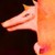:iconkitsu-aseru: