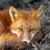 :iconkitsune-no-otokonoko: