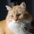 :iconkitsune-ryu: