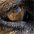 :iconKitsune-Ryusan: