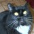 :iconkitsune-thief: