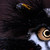 :iconkitsune2323: