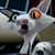 :iconkitsuneds: