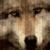 :iconkitsunefirefoxx: