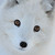 :iconkitsunehearts1019: