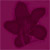 :iconkitsunekit: