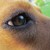 :iconkitsunerox22: