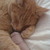:iconkitsunespirit-13: