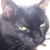 :iconkitsunetremblay:
