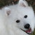 :iconkitsunewarlock: