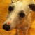 :iconkittcatlover65: