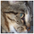 :iconkitteh2006:
