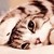 :iconkitten--mittenz: