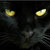:iconkitten-on-the-roof: