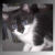 :iconkitten1805:
