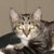 :iconkitten337: