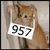 :iconkitten957: