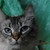:iconkittenchild: