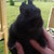 :iconkittencrazydude: