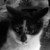 :iconkittenforever: