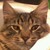 :iconkittenkikyo: