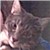 :iconKittenKrazed: