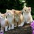 :iconkittenlover45: