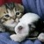 :iconkittenluv1000: