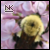 :iconkittens-photography: