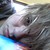:iconkittensfairytale:
