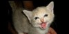 :iconkittensruletheworld: