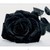 :iconkittiekat193:
