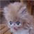 :iconkittiekatkerri: