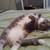 kittienkatt :iconkittienkatt: