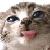 :iconkittikatt: