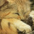 :iconkittizee: