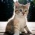 :iconkitty-cat-scratch: