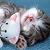 :iconkitty-chan667: