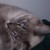 :iconkitty-kimmy101688: