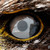 :iconkitty-puppy:
