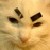 :iconkitty-snake: