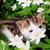 :iconkitty24468: