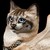 :iconkitty43: