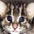 :iconkitty88: