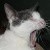 :iconkitty9474: