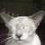 :iconkittybadmysticplz: