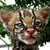:iconkittybywaters: