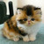:iconkittycaptin: