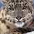 :iconkittycat-stefi: