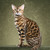 :iconkittycat500: